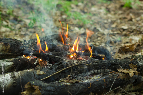 beautiful flame the fire of birch logs