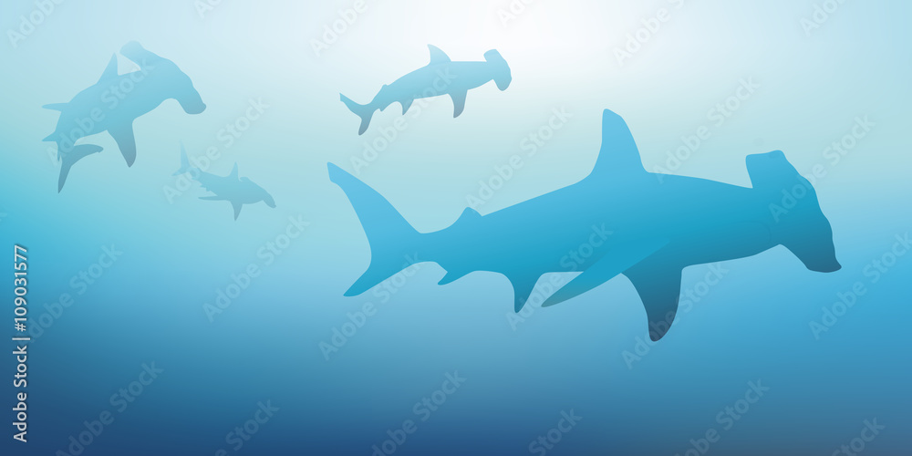 REQUIN MARTEAU REQUIN MARTEAU