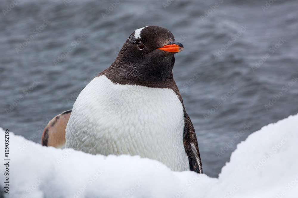 Fototapeta premium Gentoo penguin looking at the camera against ocean in Antarctica
