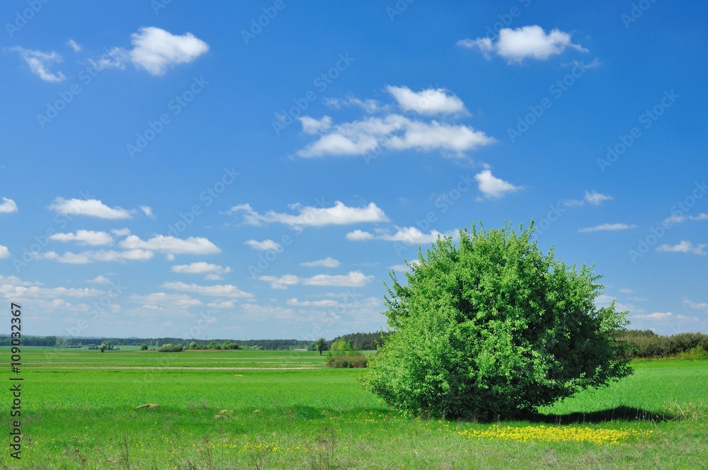 Summer landscape Summer landscape