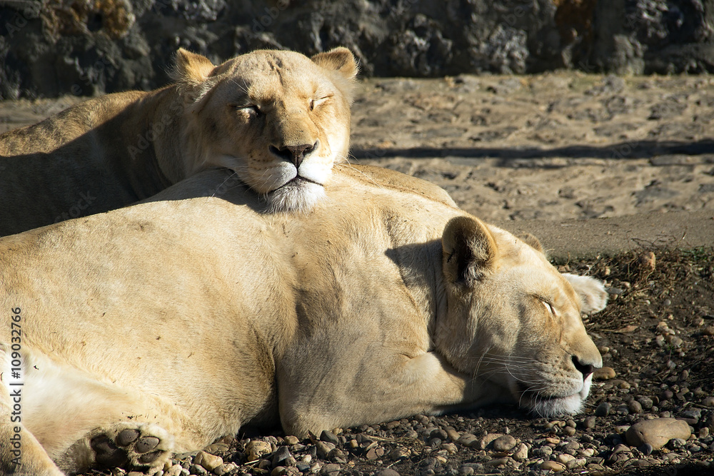 Two lionesses resting and sunbathing at a zoo