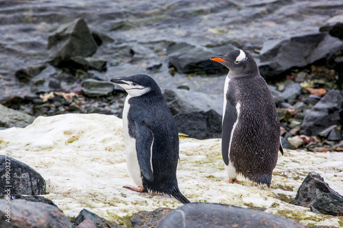 Gentoo penguin on background of the ocean