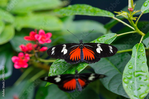 Schmetterling Makro butterfly macro 3