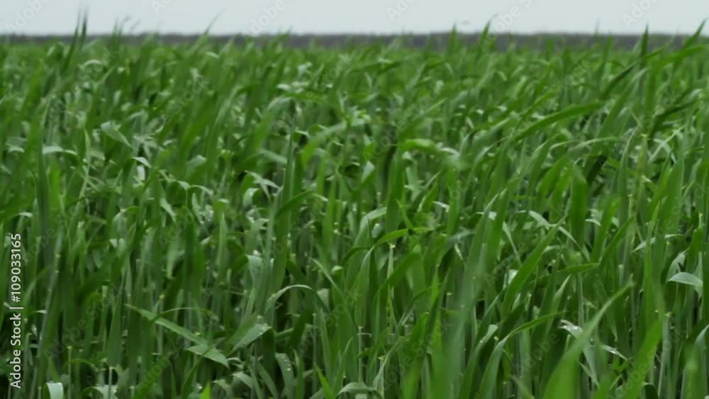 The field of wheat. Young shoots of wheat. The field of wheat. Young shoots of wheat.