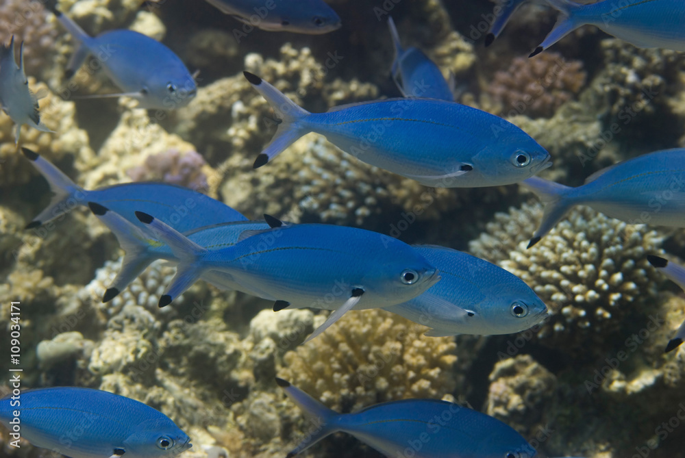 Fototapeta premium Blue fish shoal, lunar fusilier