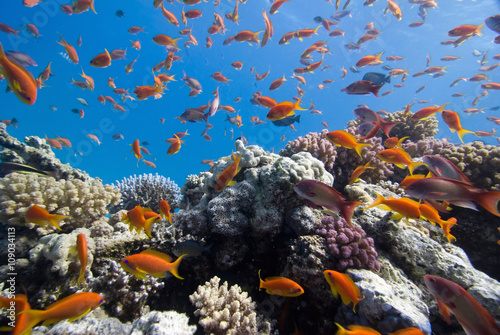 Colorful fish on the coral reef