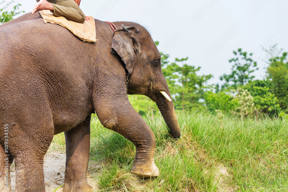 Fototapeta premium Elephant in Nepal