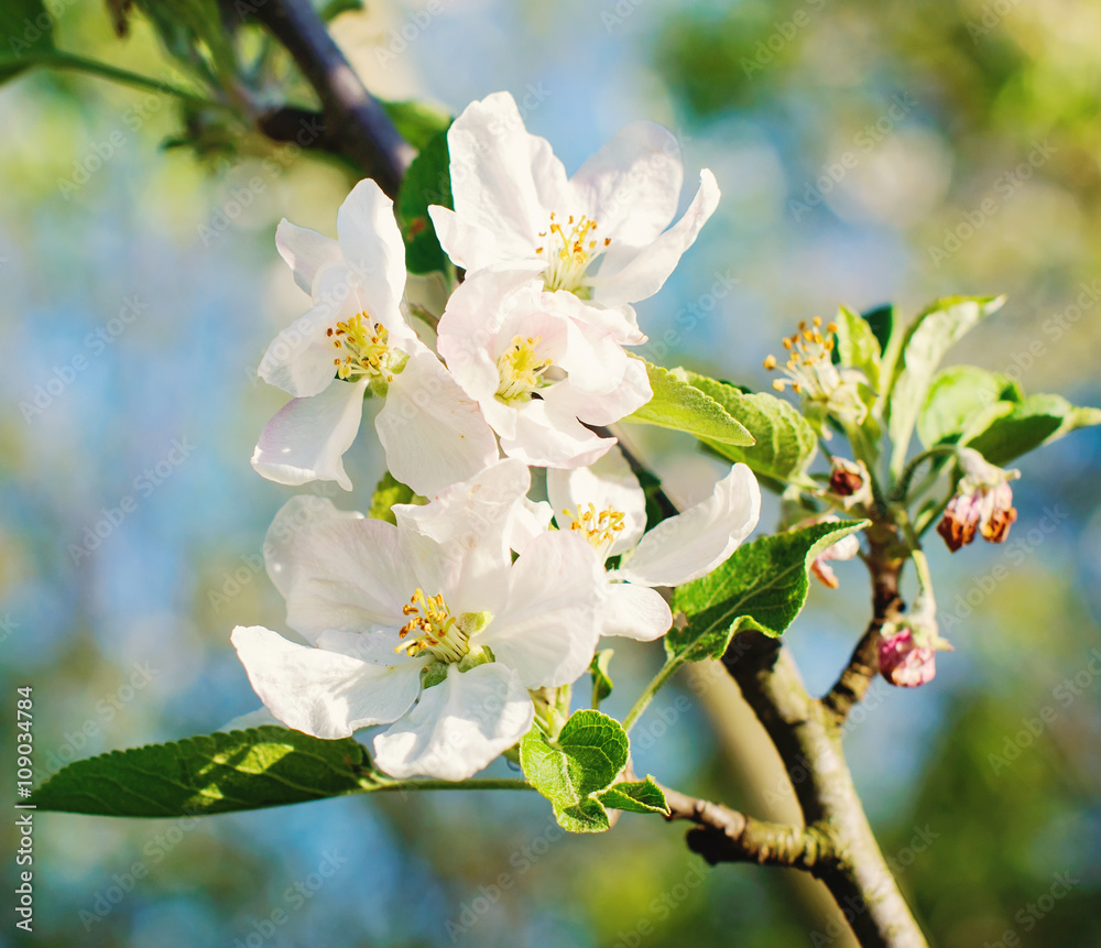 Obraz premium branch of apple tree with white flowers