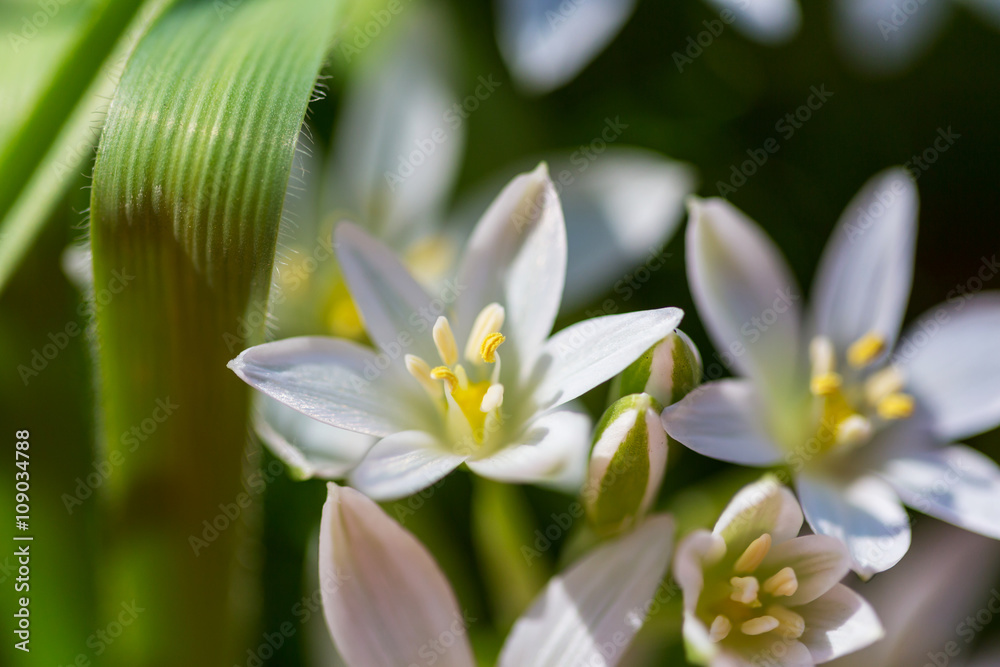 Snowdrops Snowdrops