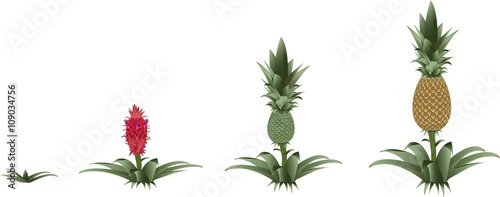 Pineapple growing process: from sprout to pineapple