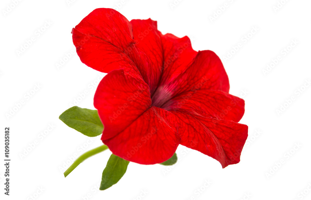 Red petunia flower isolated