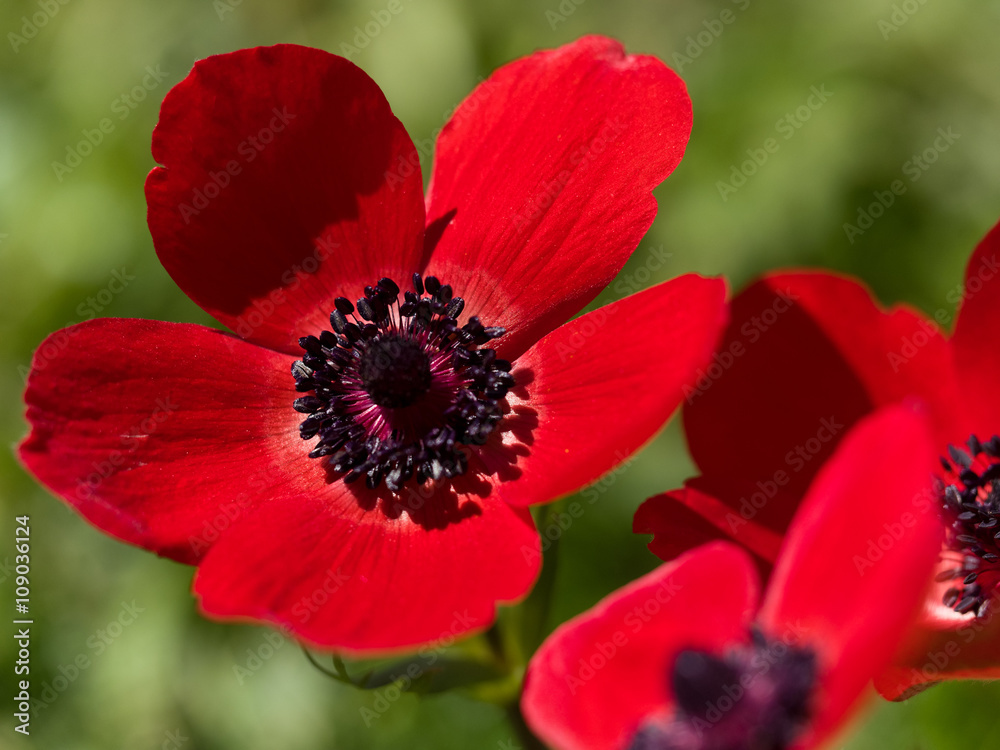 Kronen-Anemone in der Hochebene von Omalos in Westkreta Kronen-Anemone in der Hochebene von Omalos in Westkreta