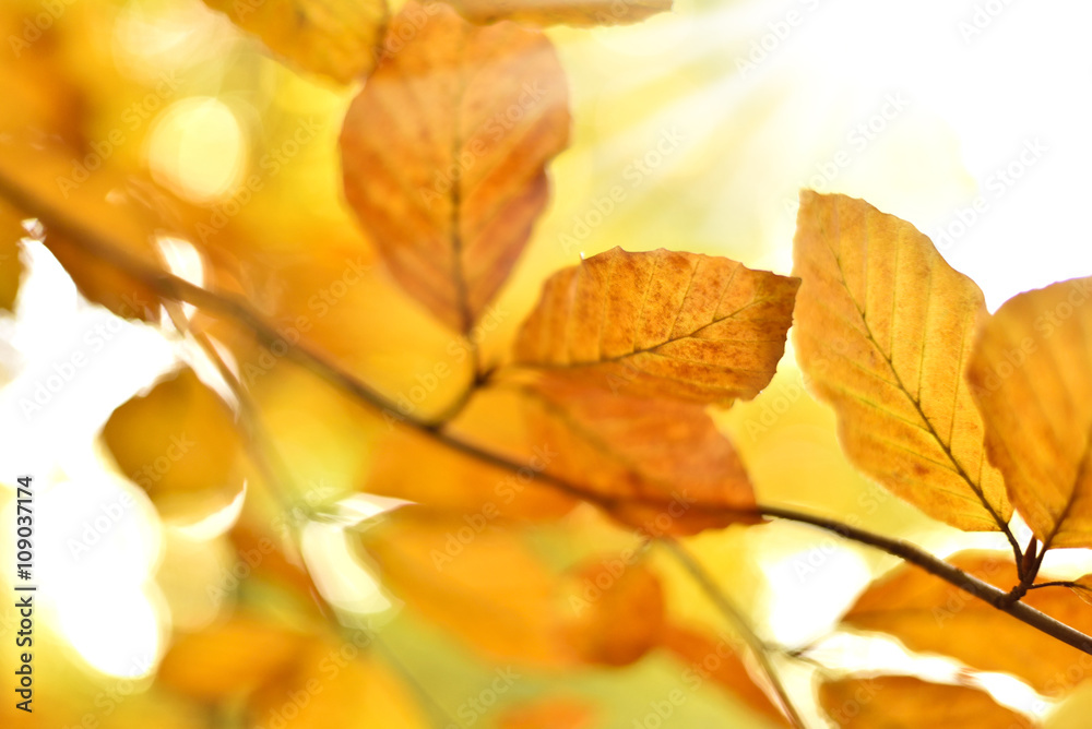 Beech tree with selective focus of the foreground and bright sun with smooth light. Beech tree with selective focus of the foreground and bright sun with smooth light.