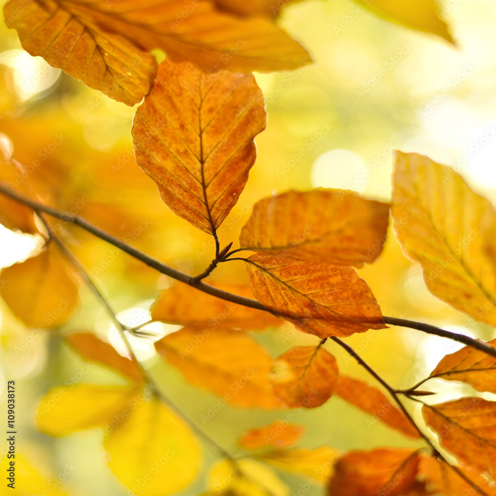 Beech tree with selective focus of the foreground and bright sun with smooth light. Nature background in autumn with copy space and red leaves. Beech tree with selective focus of the foreground and bright sun with smooth light. Nature background in autumn with copy space and red leaves.