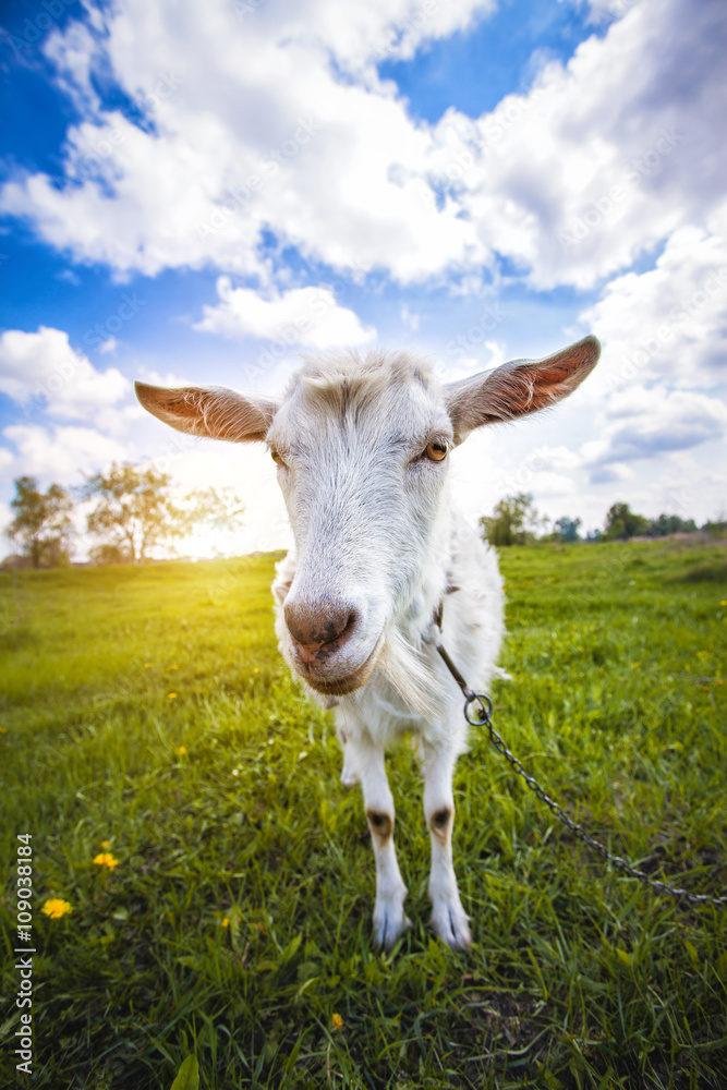 Goat on the green summer meadow Goat on the green summer meadow