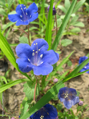 Wallpaper Mural Phacelia campanularia is  in a garden Torontodigital.ca