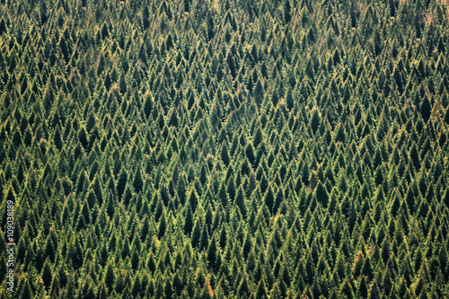 background of forest with trees pattern