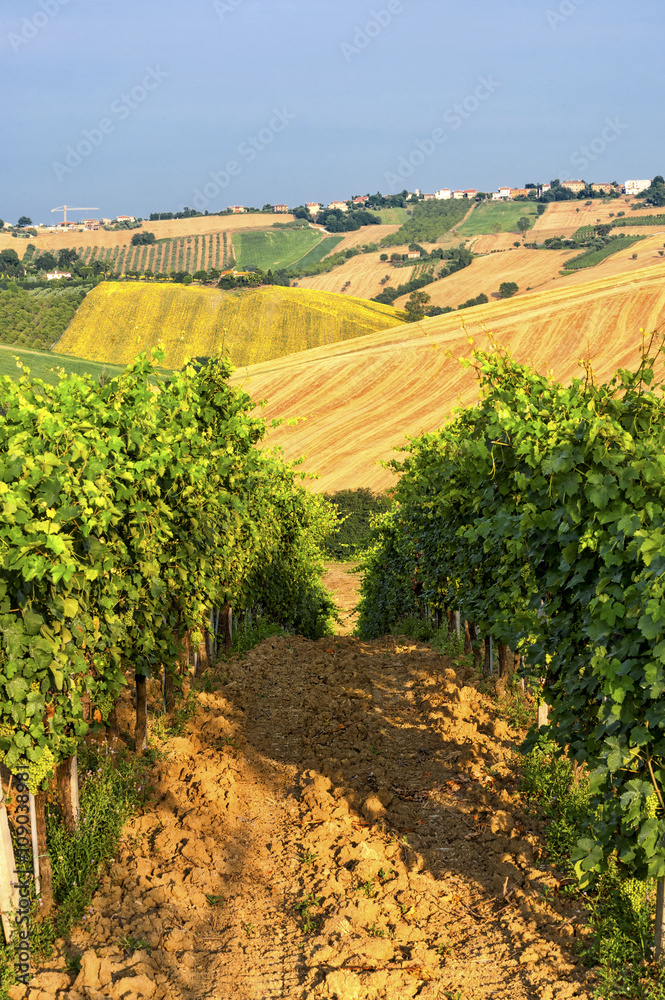 Country landscape in Marches (Italy) Country landscape in Marches (Italy)