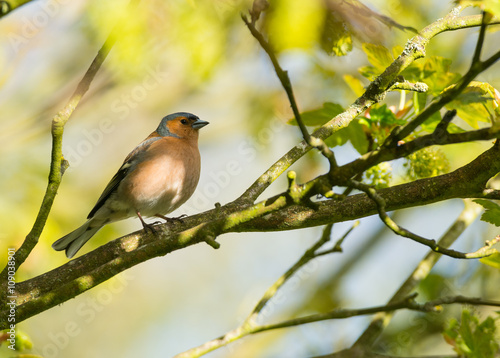 Common chaffinch on the tree branch during springtime 