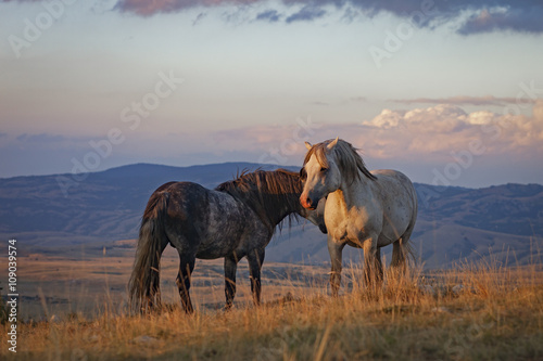 two horses on the mountain © phili19