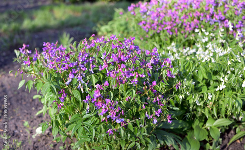 Fototapeta Naklejka Na Ścianę i Meble -  Lathyrus vernus (spring vetchling or spring pea)