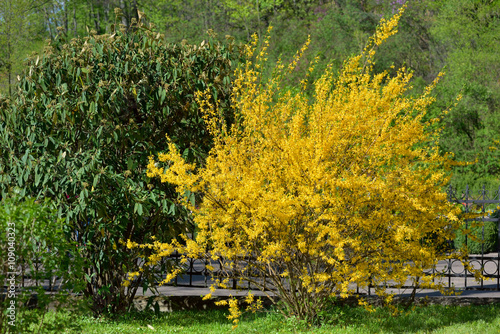 Fototapet yellow flowers bush of forsythia