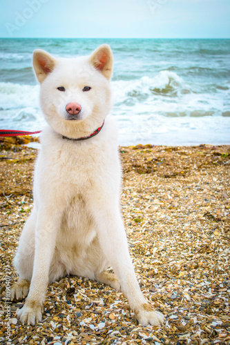 Dog on the beach