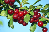 Cherry orchard