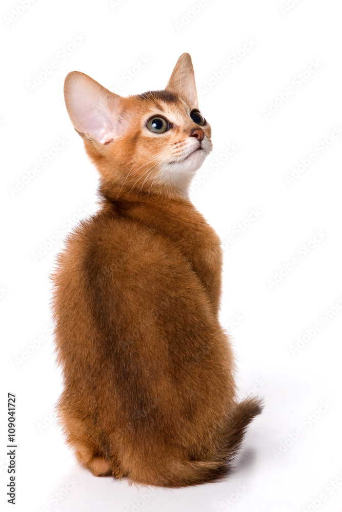 Ginger kitten Abyssinian (isolated on white) Ginger kitten Abyssinian (isolated on white)