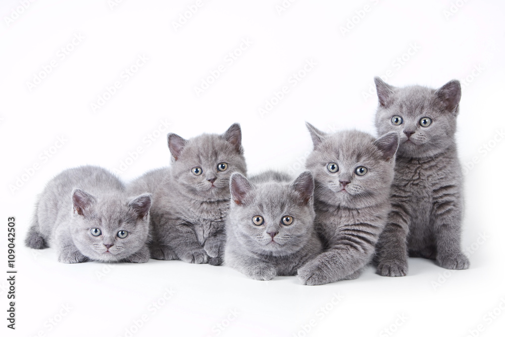 Fototapeta premium Several kittens lying and looking at the camera (isolated on white)