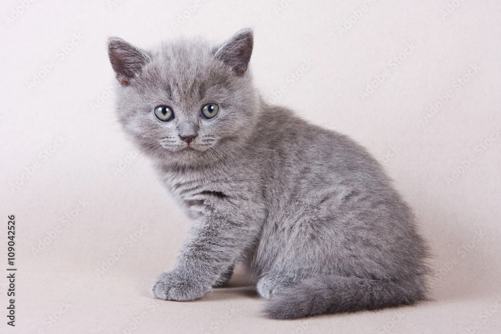 Gray British kitten looking into the camera Gray British kitten looking into the camera