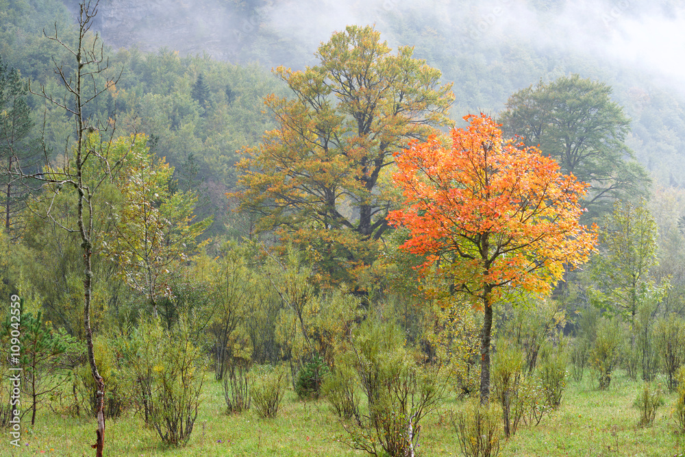 Fototapeta premium Ordesa
