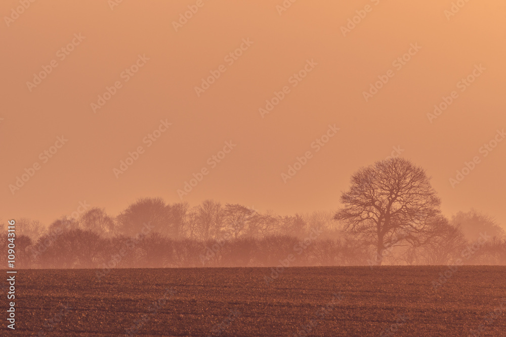 Misty sunrise with trees on a field