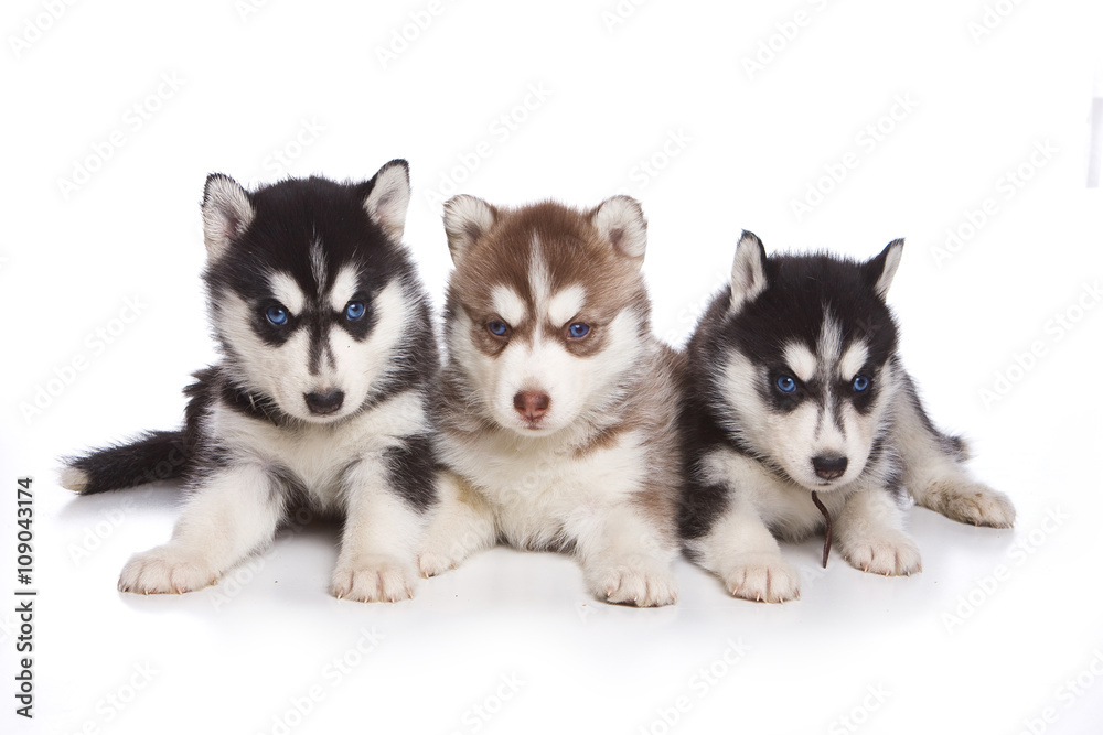 Several puppies husky dog with blue eyes (isolated on white)