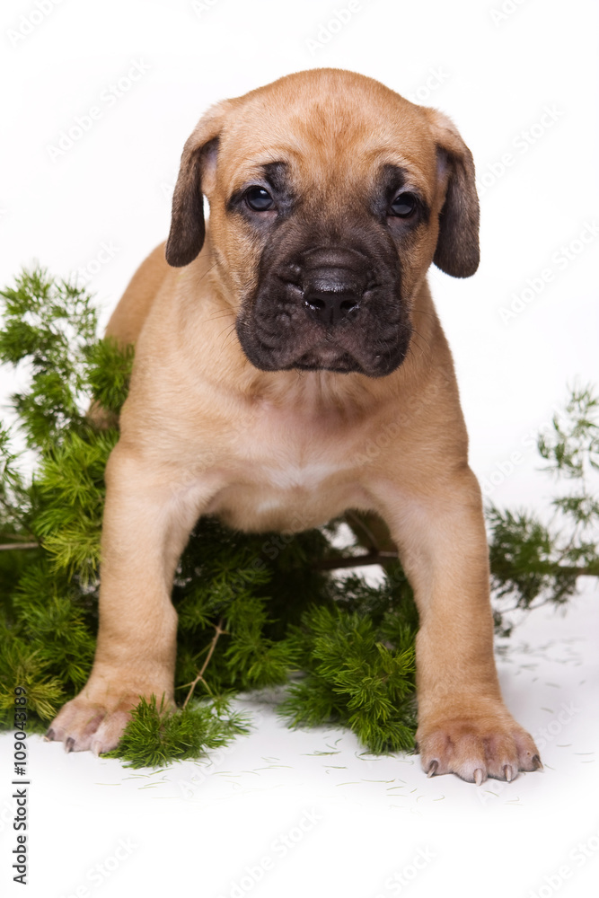 Yellow hotsell cane corso