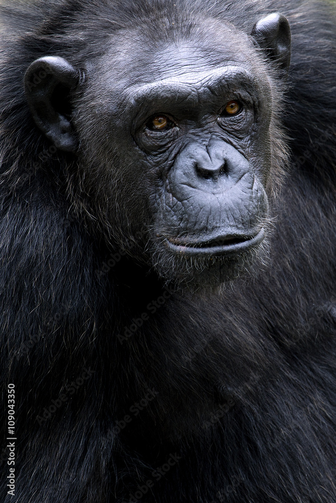 Portrait of black chimpanzee close-up