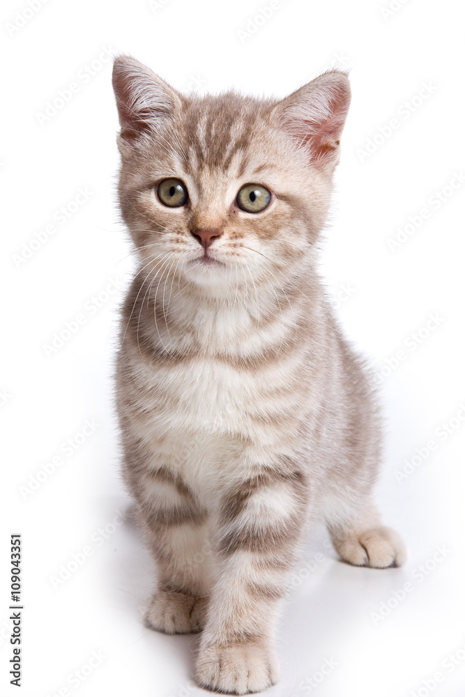Grey tabby kitten British cat (isolated on white)