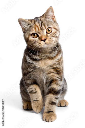 Striped red british cat (isolated on white)