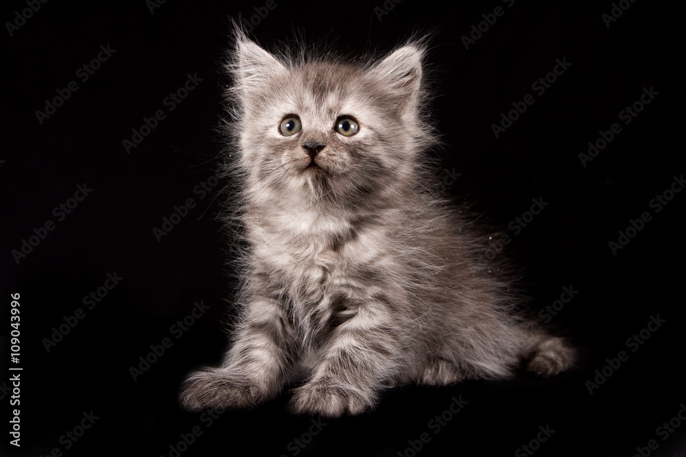 Fluffy gray kitten on a black background