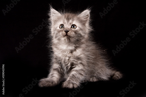 Fluffy gray kitten on a black background © Dixi_