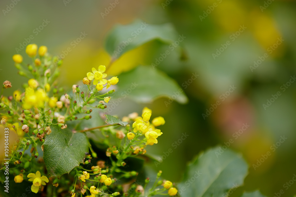 yellow spring flowers