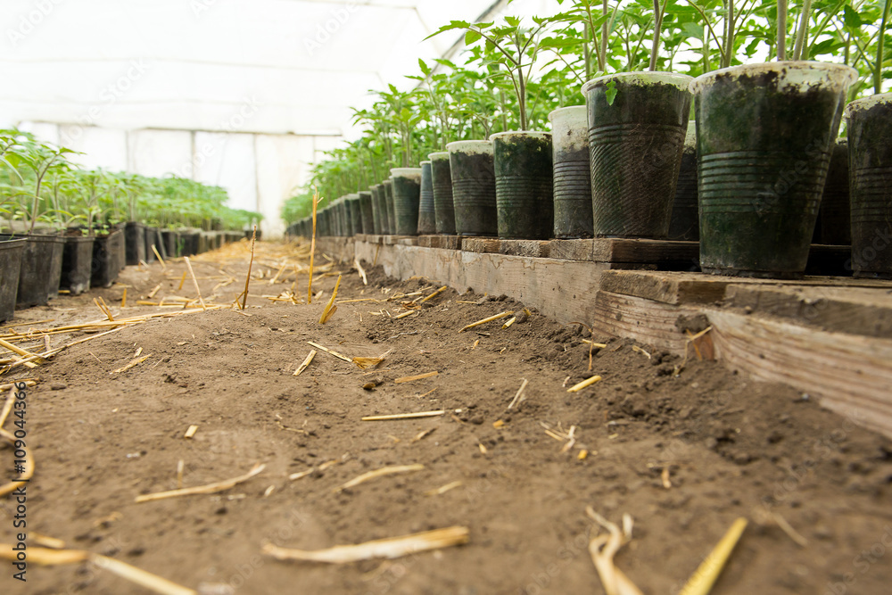 Tomato seedling before planting into the soil, greenhouse plants, drip irrigation, greenhouse cultivation of tomatoes in agriculture, hard-working farmer hands Tomato seedling before planting into the soil, greenhouse plants, drip irrigation, greenhouse cultivation of tomatoes in agriculture, hard-working farmer hands