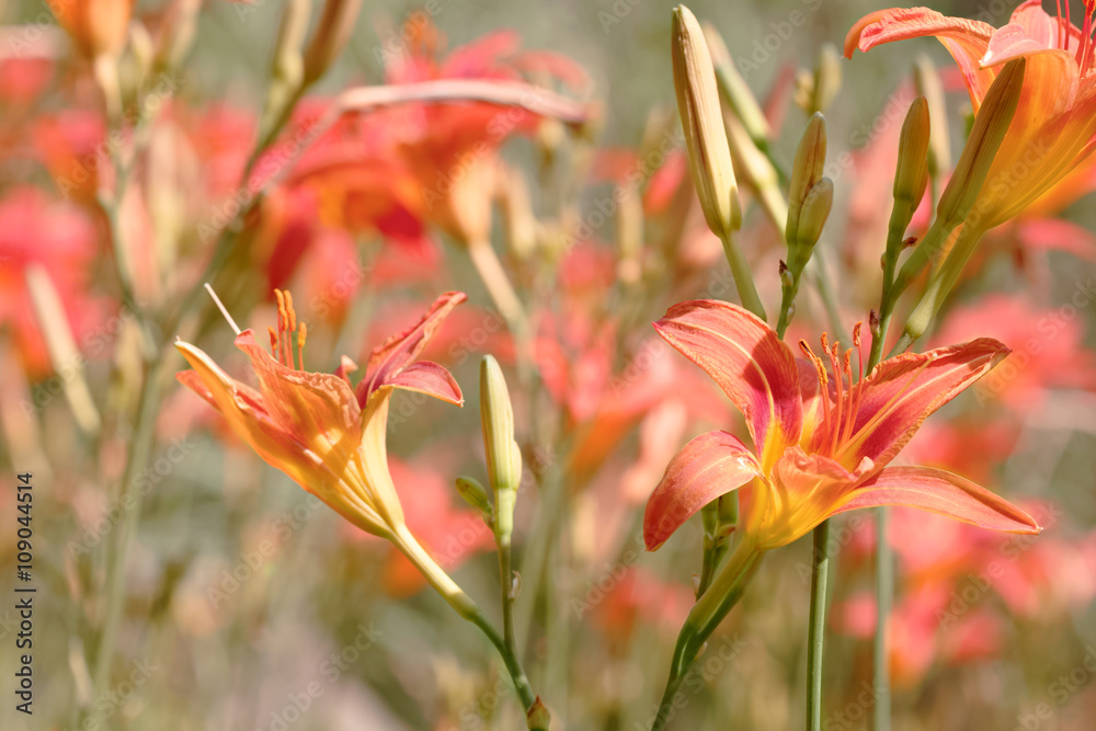 Orange lily on garden background Orange lily on garden background