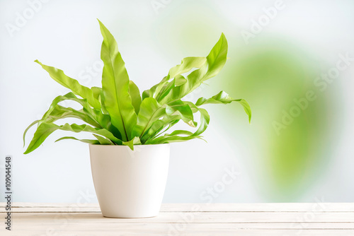 Green plant in a white flowerpot photo