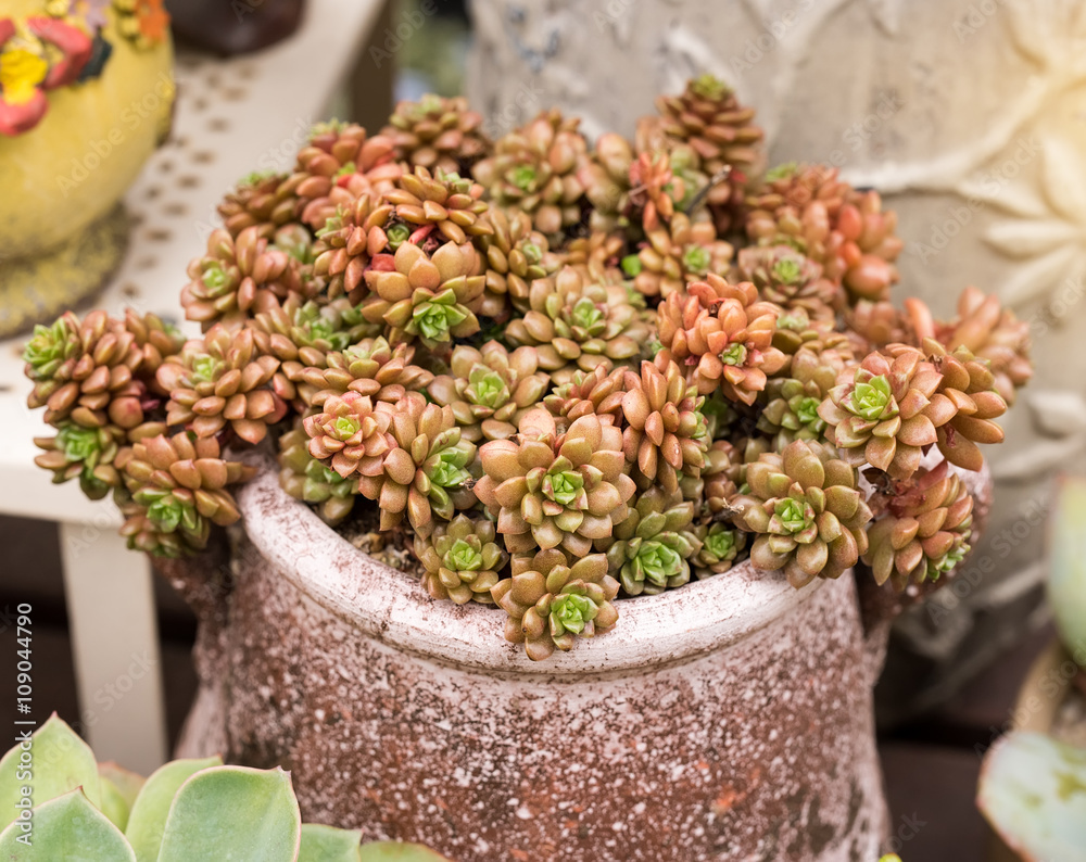  Miniature succulent plants