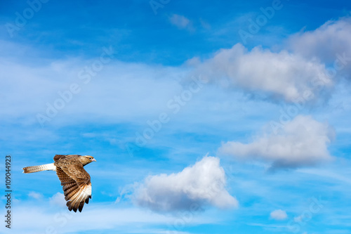 Peregrine falcon flying on th sky