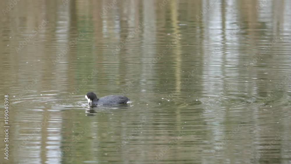 Coot parents feeding young chicks. ( fulica ) Coot parents feeding young chicks. ( fulica )