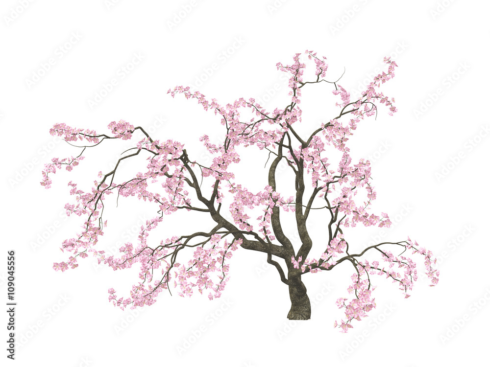 Cherry blossoms. Sakura. Hanami. Blossoming cherry tree with a pink flowers isolated on white background. 3D illustration. Cherry blossoms. Sakura. Hanami. Blossoming cherry tree with a pink flowers isolated on white background. 3D illustration.