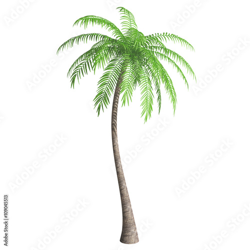 Coconut palm tree (Cocos nucifera) isolated on white background. 3D illustration.