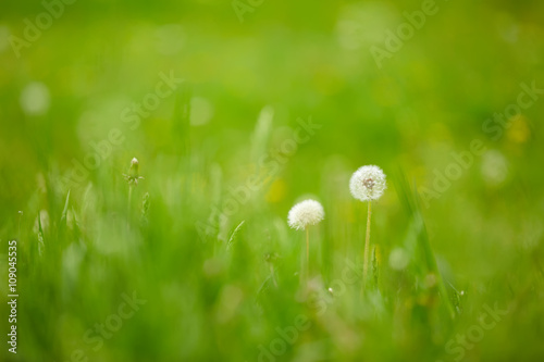 soft dandelion flowers
